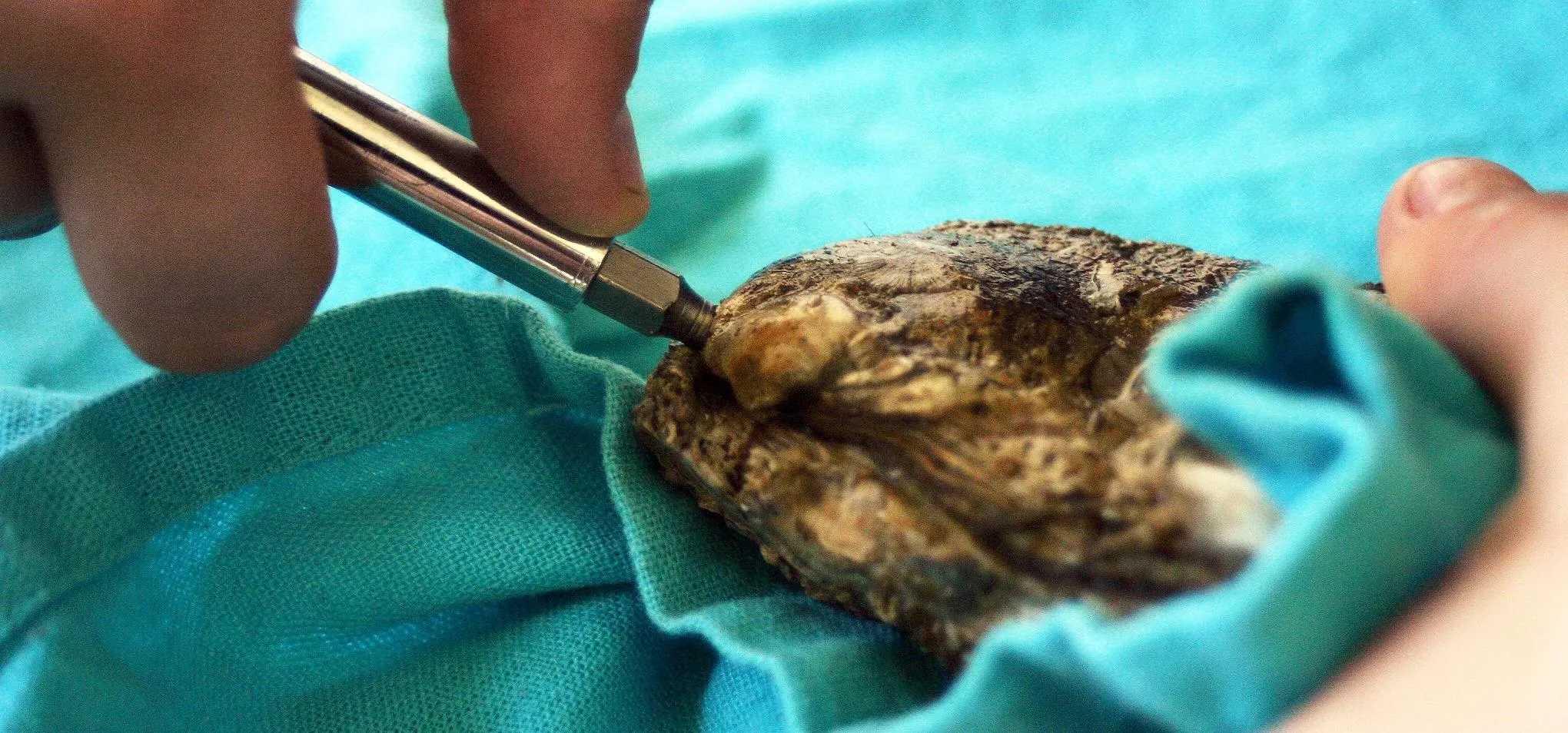 Person using a screwdriver to open an oyster. held in an aqua-colored napkin.